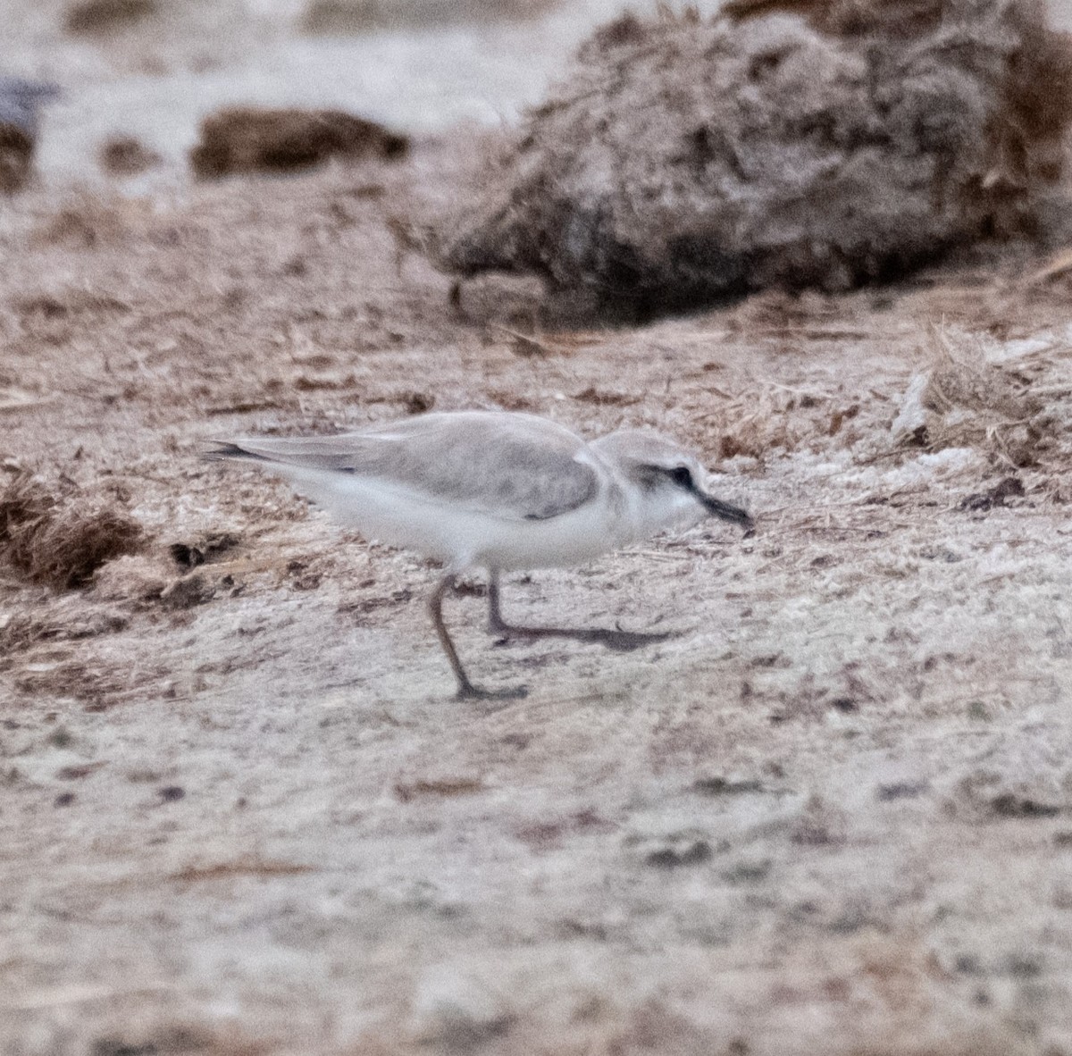 White-fronted Plover - ML617385501