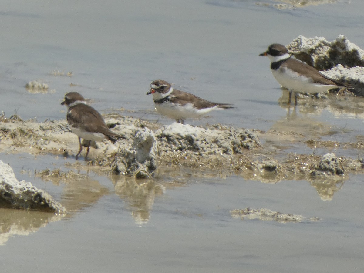 Semipalmated Plover - ML617385521