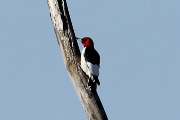 Red-headed Woodpecker - ML617385535