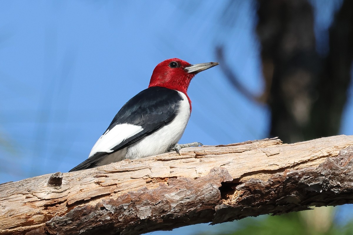 Red-headed Woodpecker - Glenn Turner