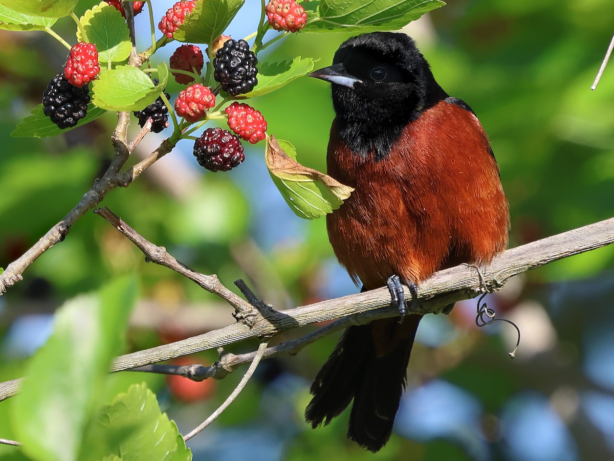Orchard Oriole - Ad Konings