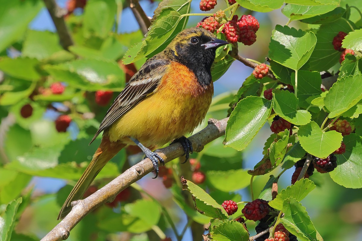 Orchard Oriole - ML617385603
