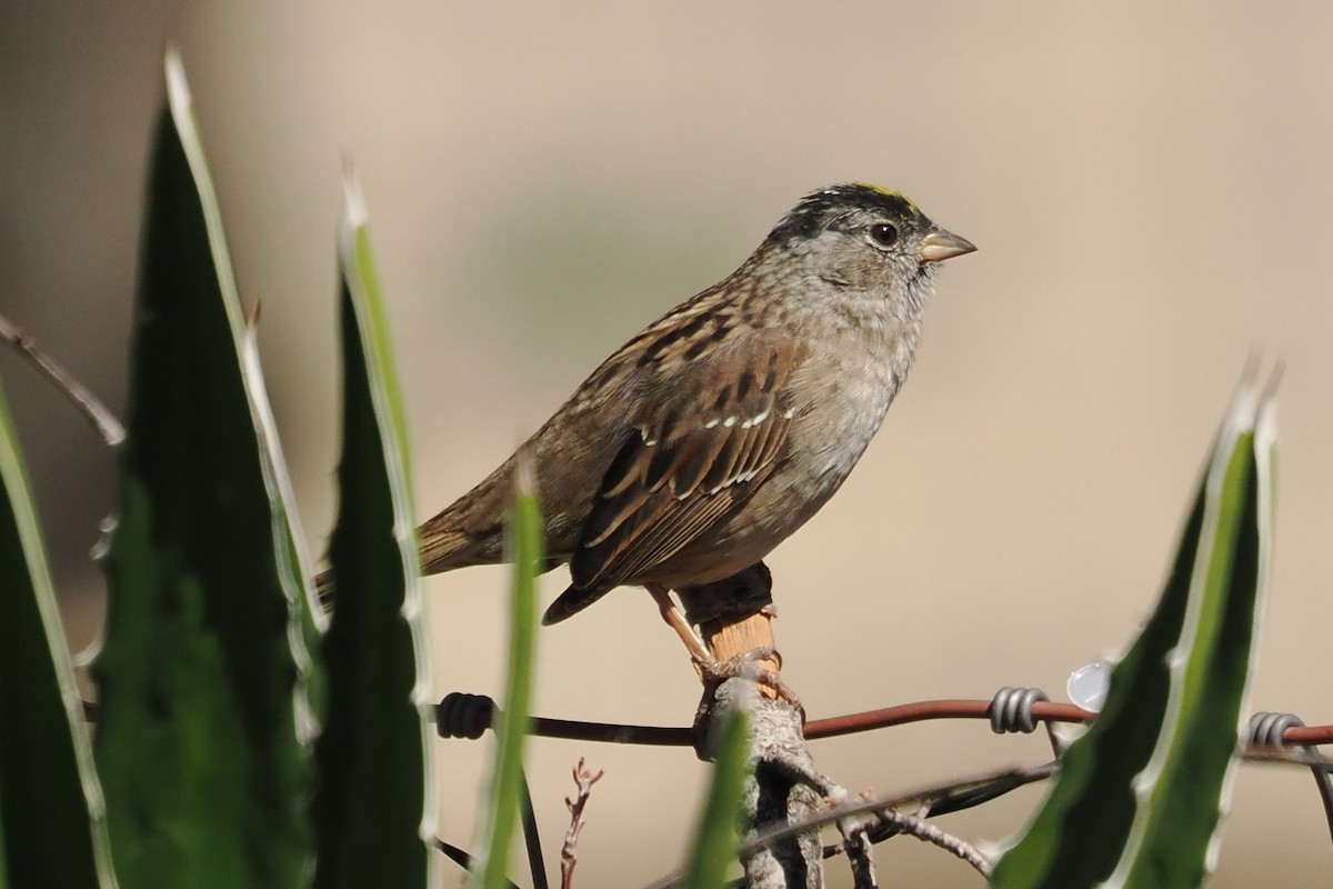 Golden-crowned Sparrow - Tony Battiste