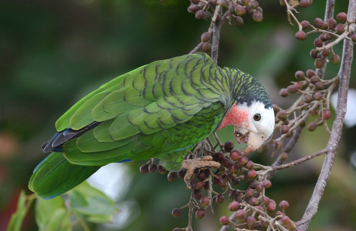 Amazona Cubana (bahamensis) - ML617385617