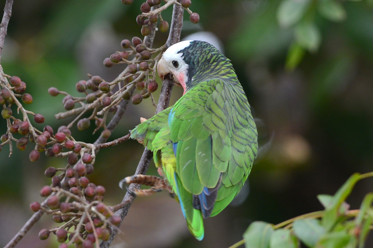 Cuban Parrot (Bahamas) - ML617385621