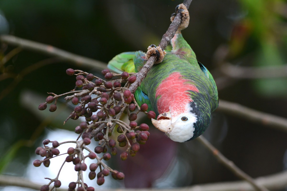 Cuban Parrot (Bahamas) - ML617385624