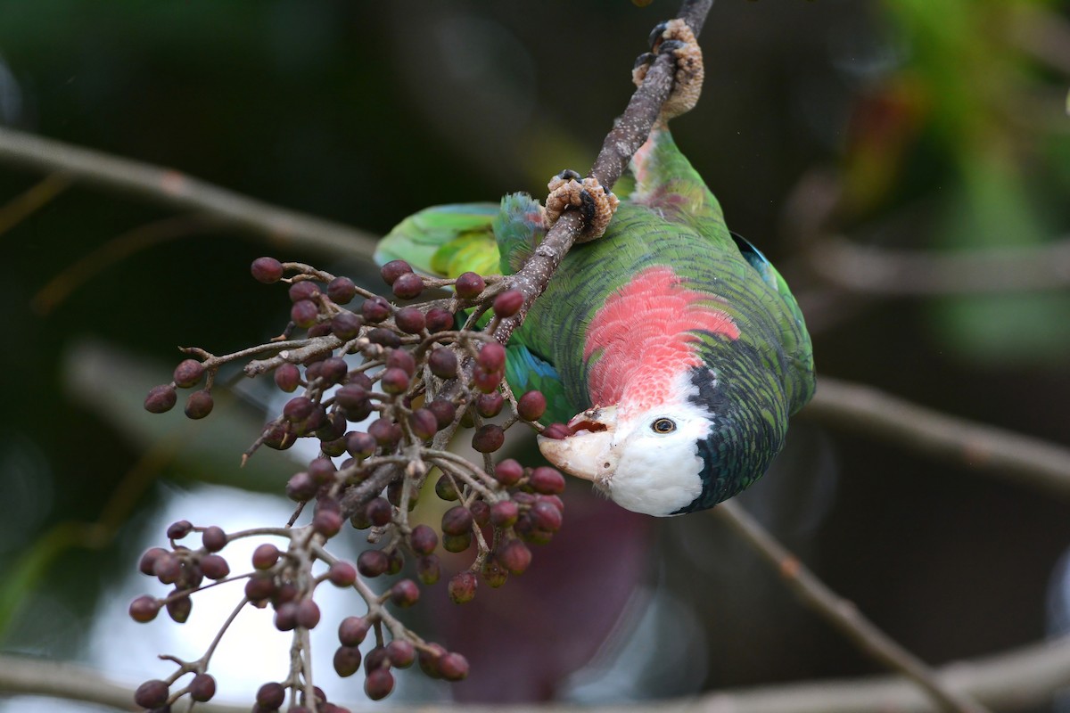 Amazona Cubana (bahamensis) - ML617385626