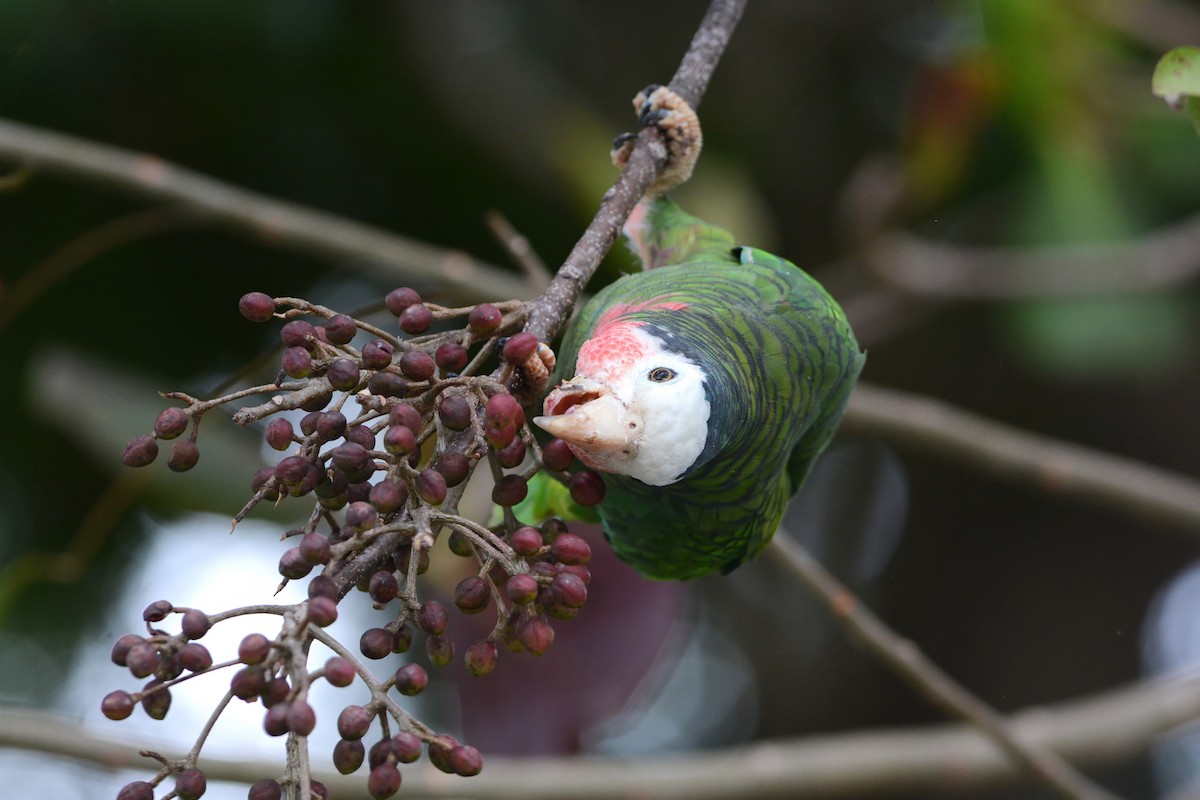 Cuban Parrot (Bahamas) - ML617385631
