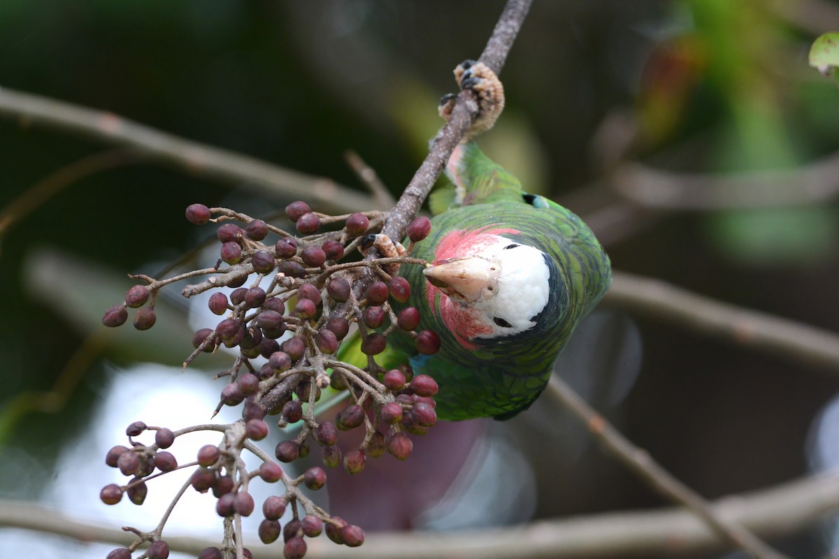 Cuban Parrot (Bahamas) - ML617385634