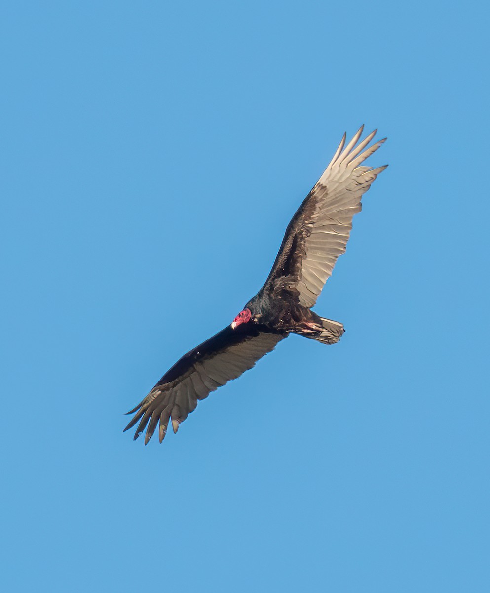 Turkey Vulture - ML617385640