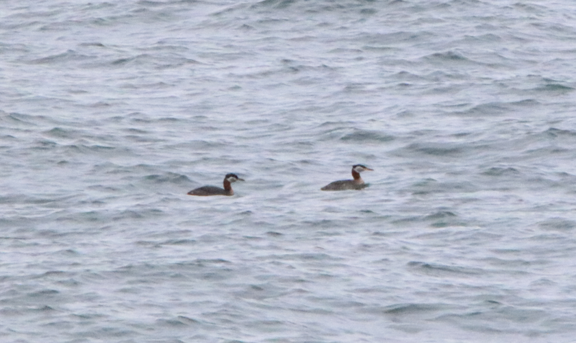 Red-necked Grebe - ML617385652