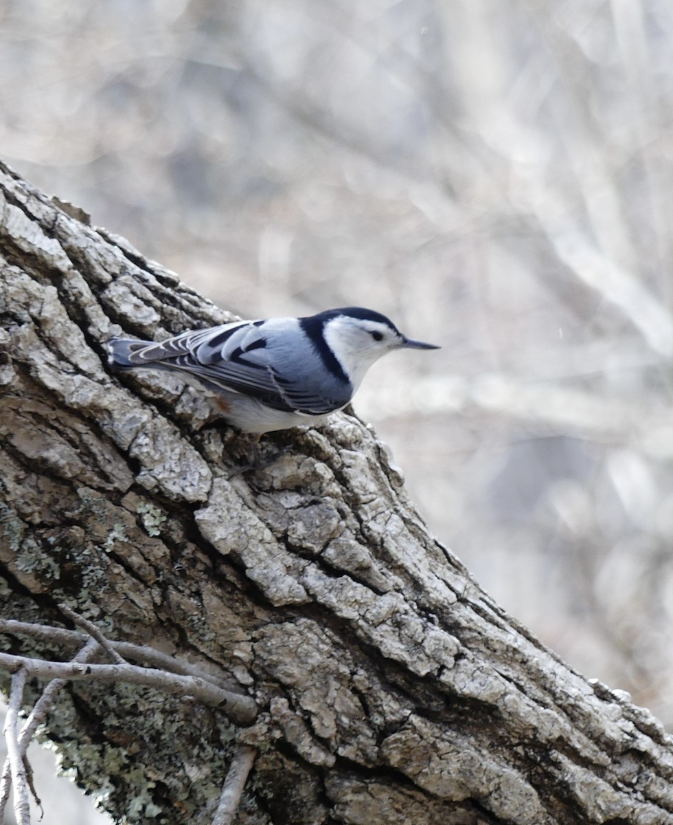 White-breasted Nuthatch - ML617385670