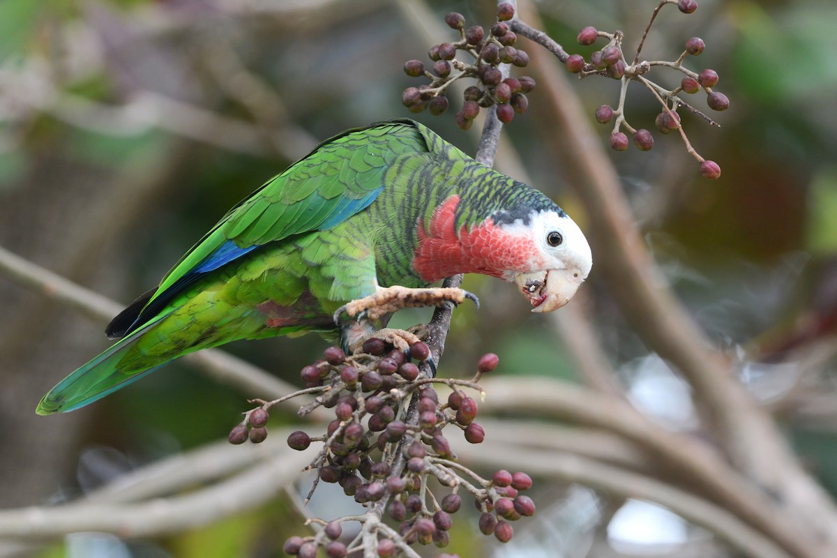 Cuban Parrot (Bahamas) - ML617385682