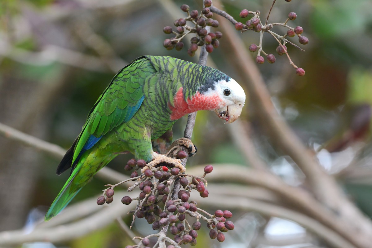 Cuban Parrot (Bahamas) - ML617385684