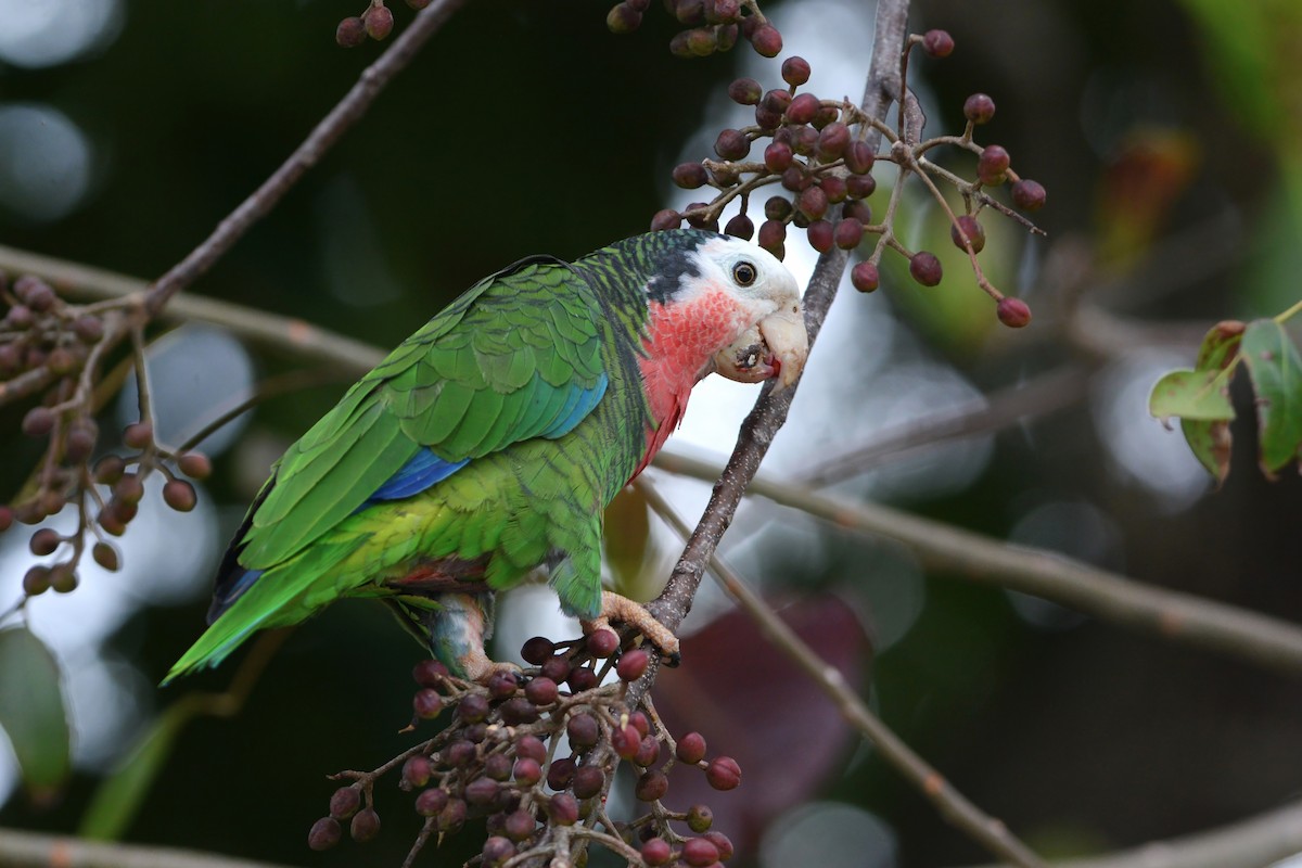 Cuban Parrot (Bahamas) - David Hollie