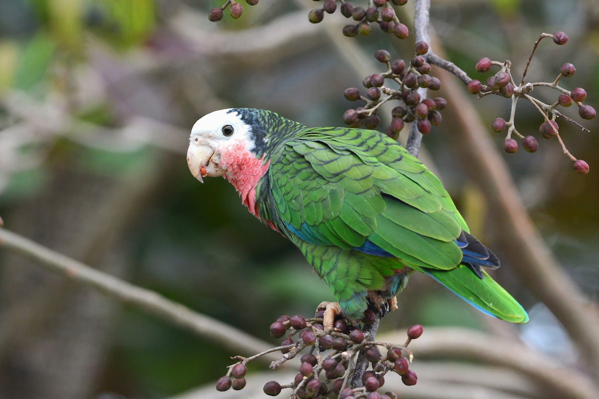 Cuban Parrot (Bahamas) - ML617385686