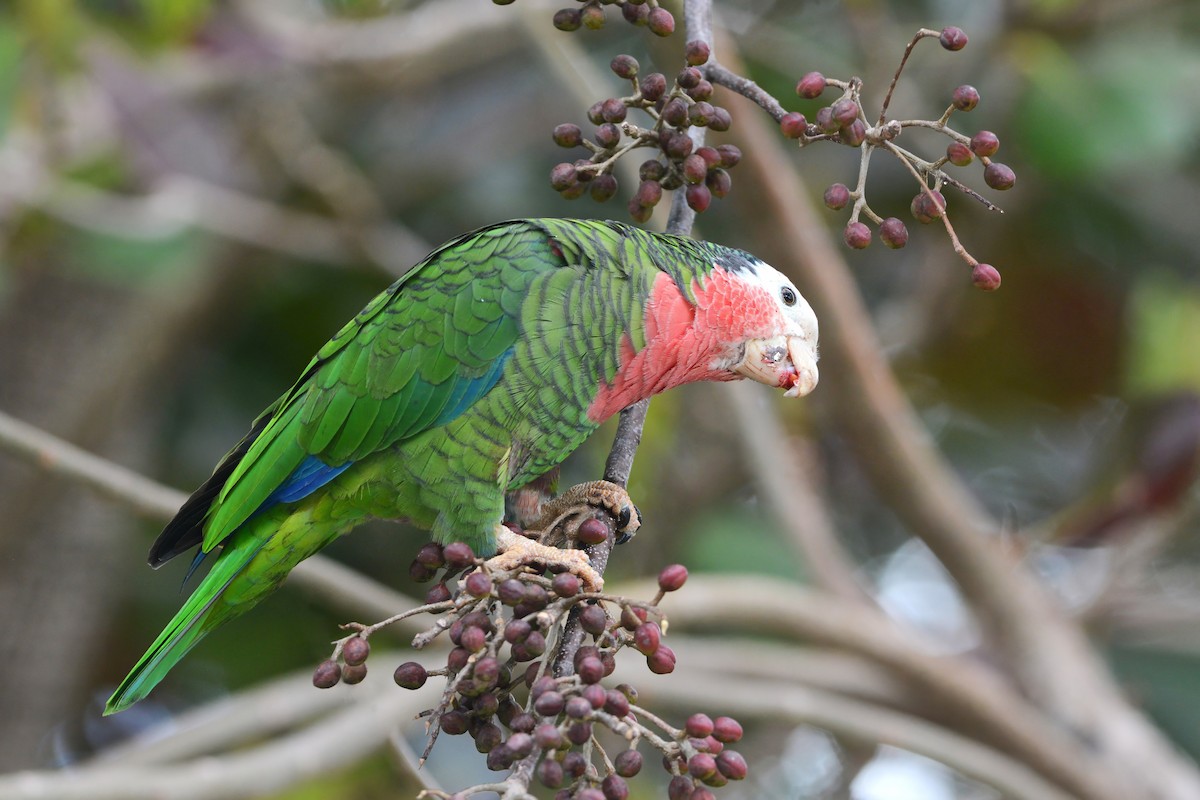 Cuban Parrot (Bahamas) - David Hollie