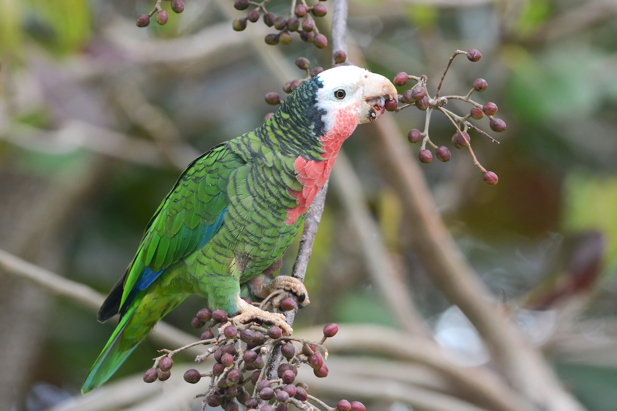Cuban Parrot (Bahamas) - ML617385688