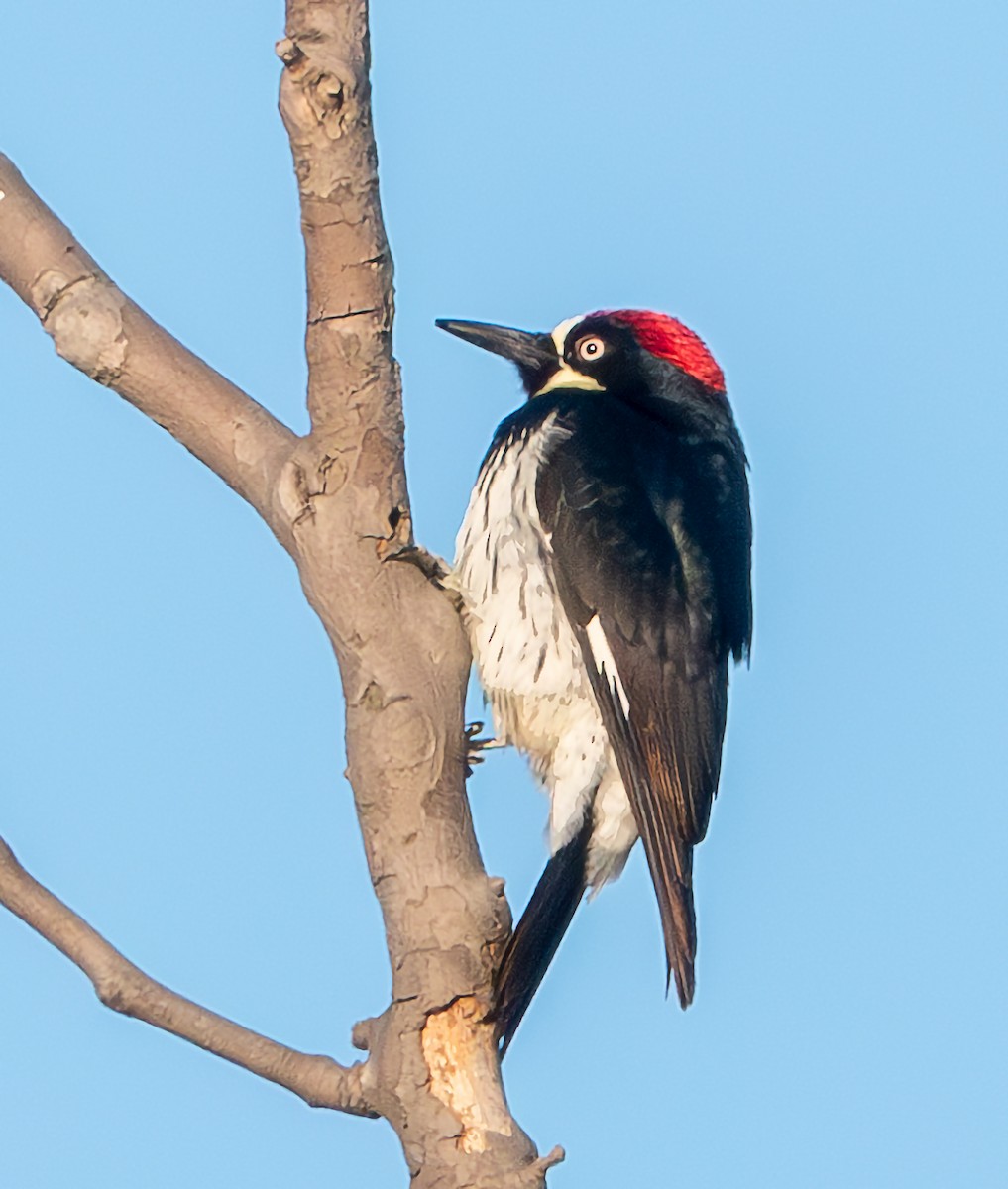 Acorn Woodpecker - ML617385692