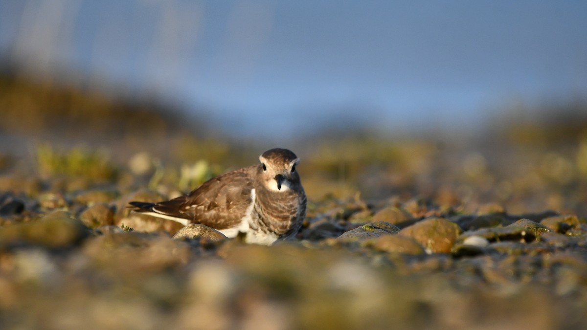 Rufous-chested Dotterel - ML617385724
