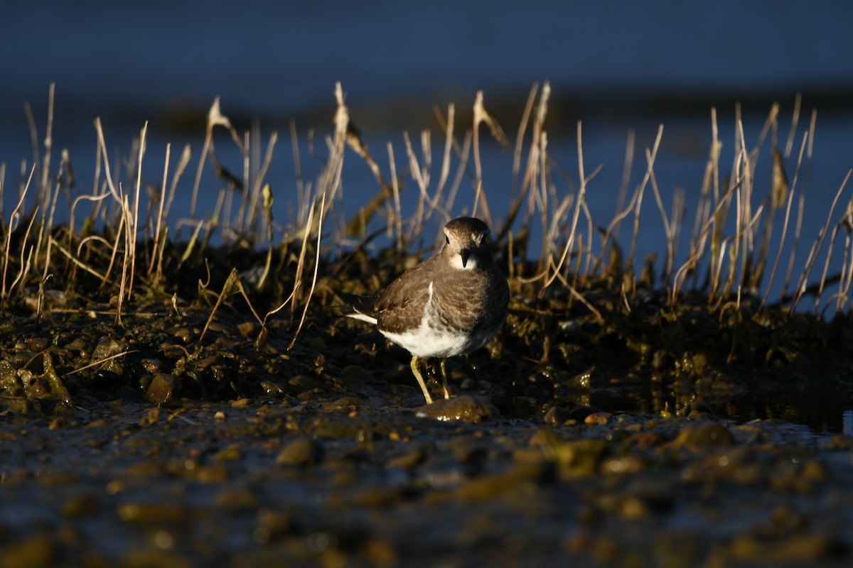Rufous-chested Dotterel - ML617385725