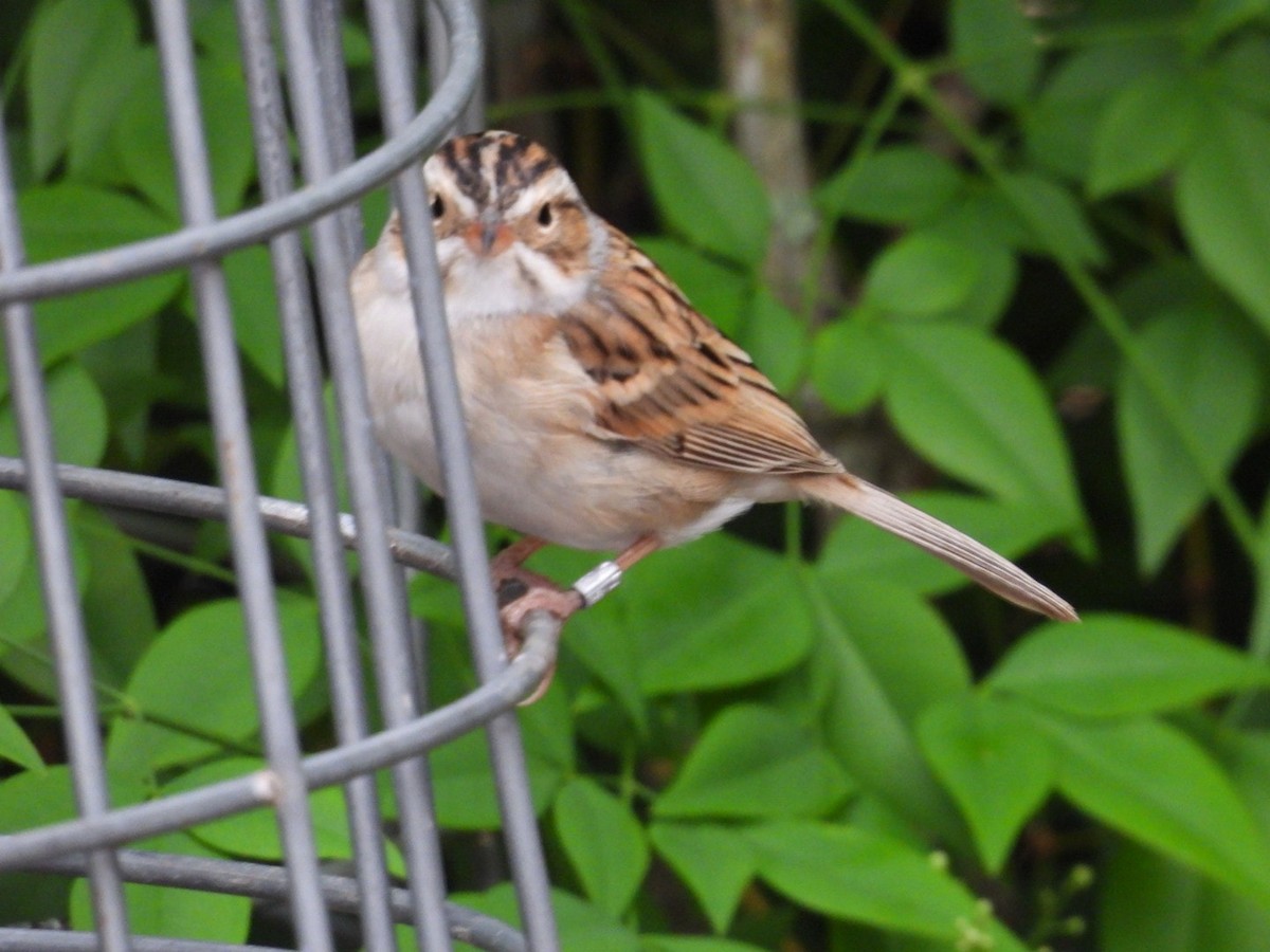 Clay-colored Sparrow - ML617385737