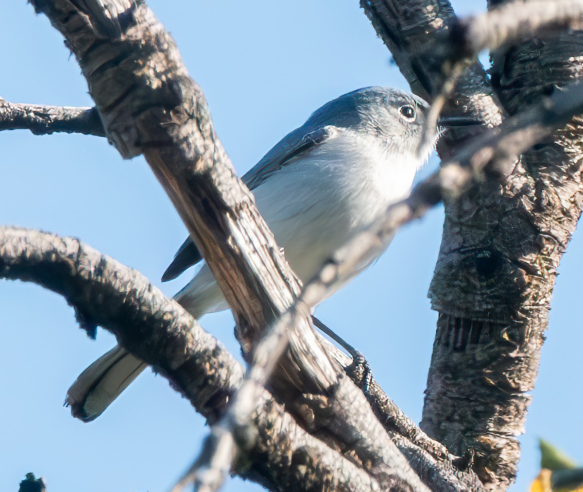 Blue-gray Gnatcatcher - Mary-Rose Hoang