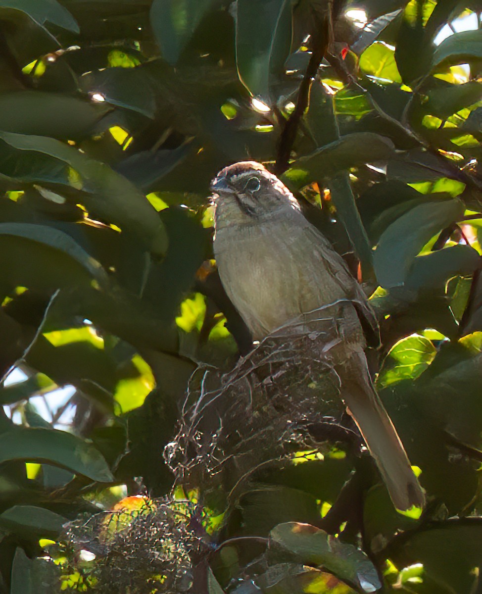 Rufous-crowned Sparrow - Mary-Rose Hoang