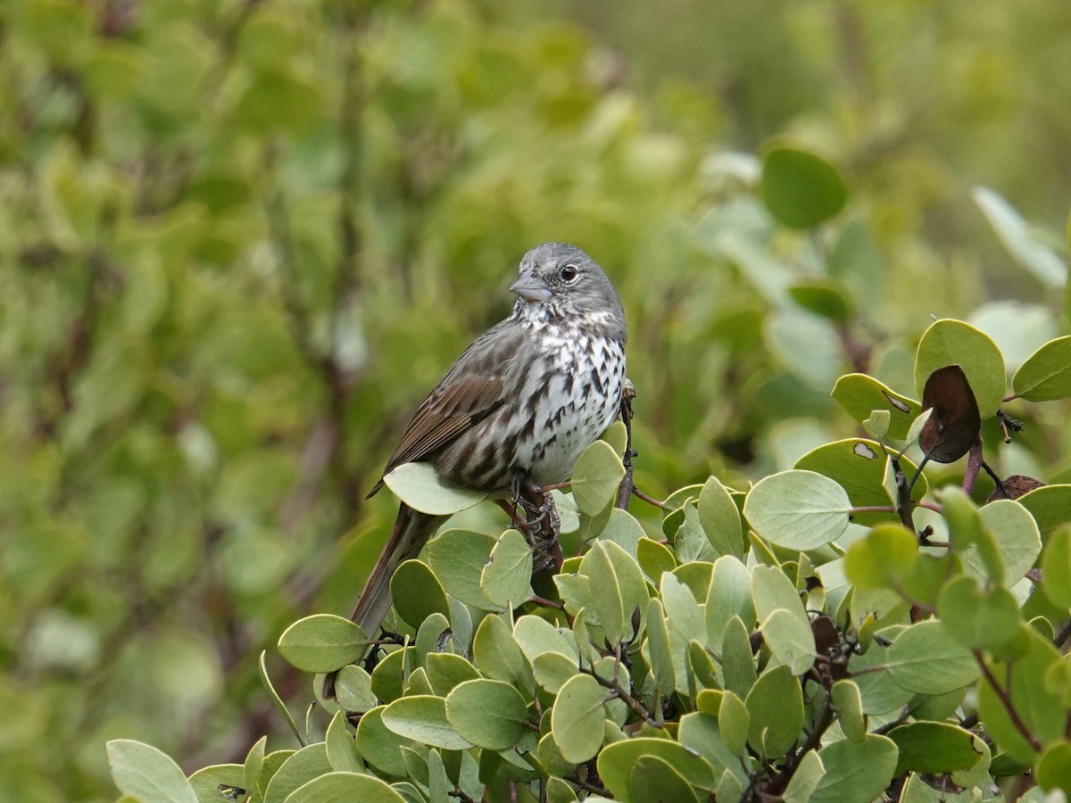 Fox Sparrow (Thick-billed) - ML617385874