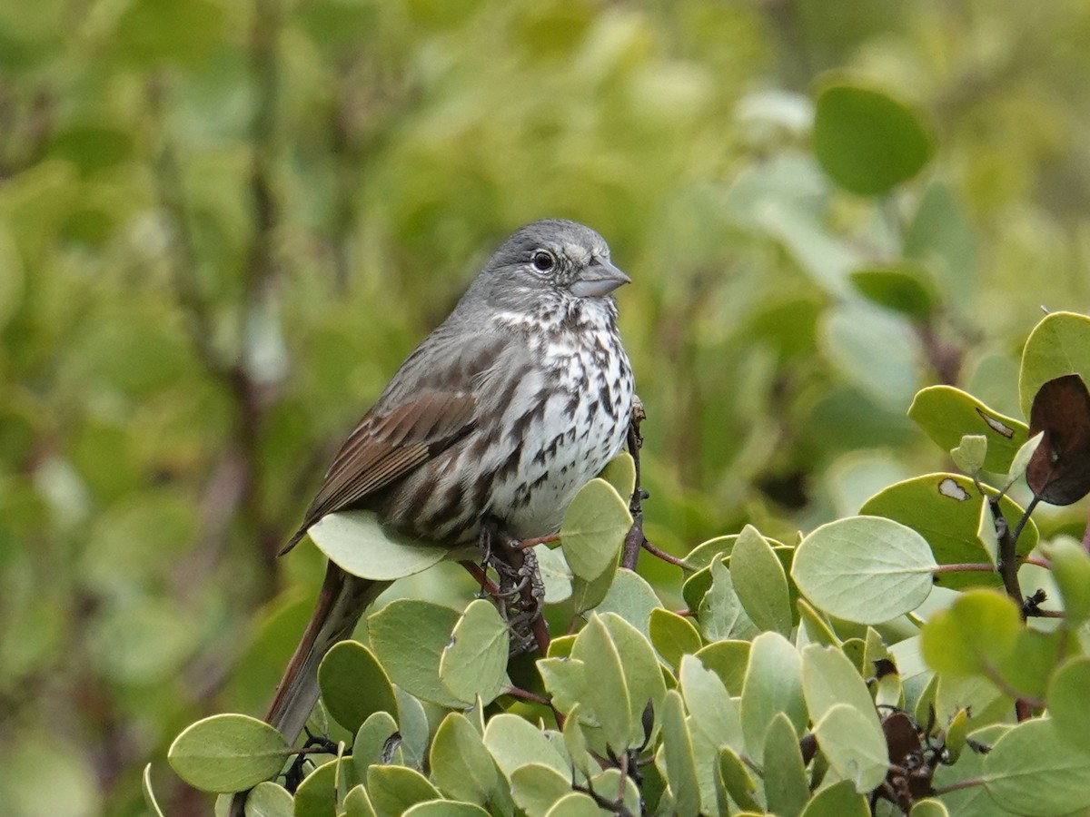 Fox Sparrow (Thick-billed) - ML617385875