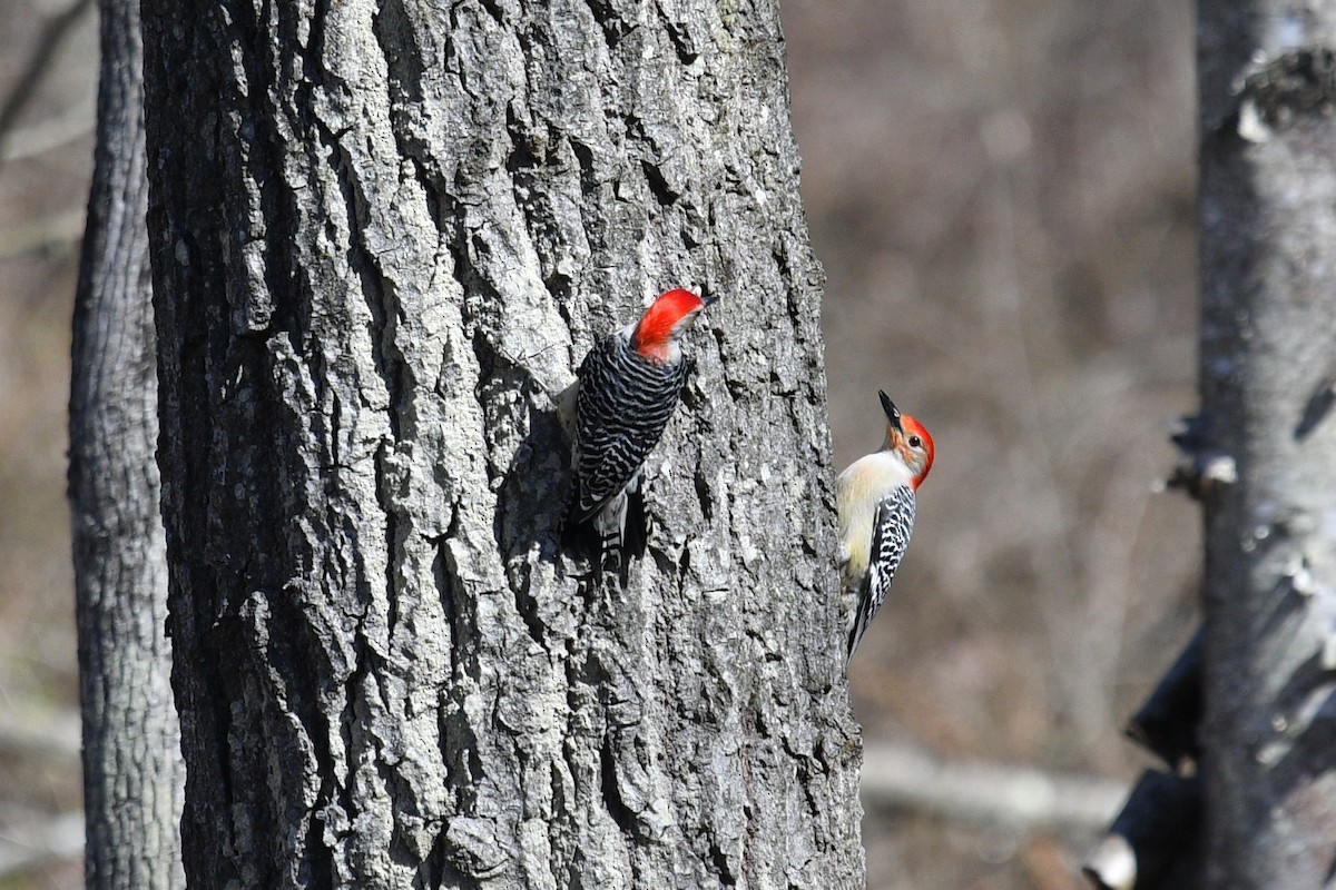Red-bellied Woodpecker - ML617385911
