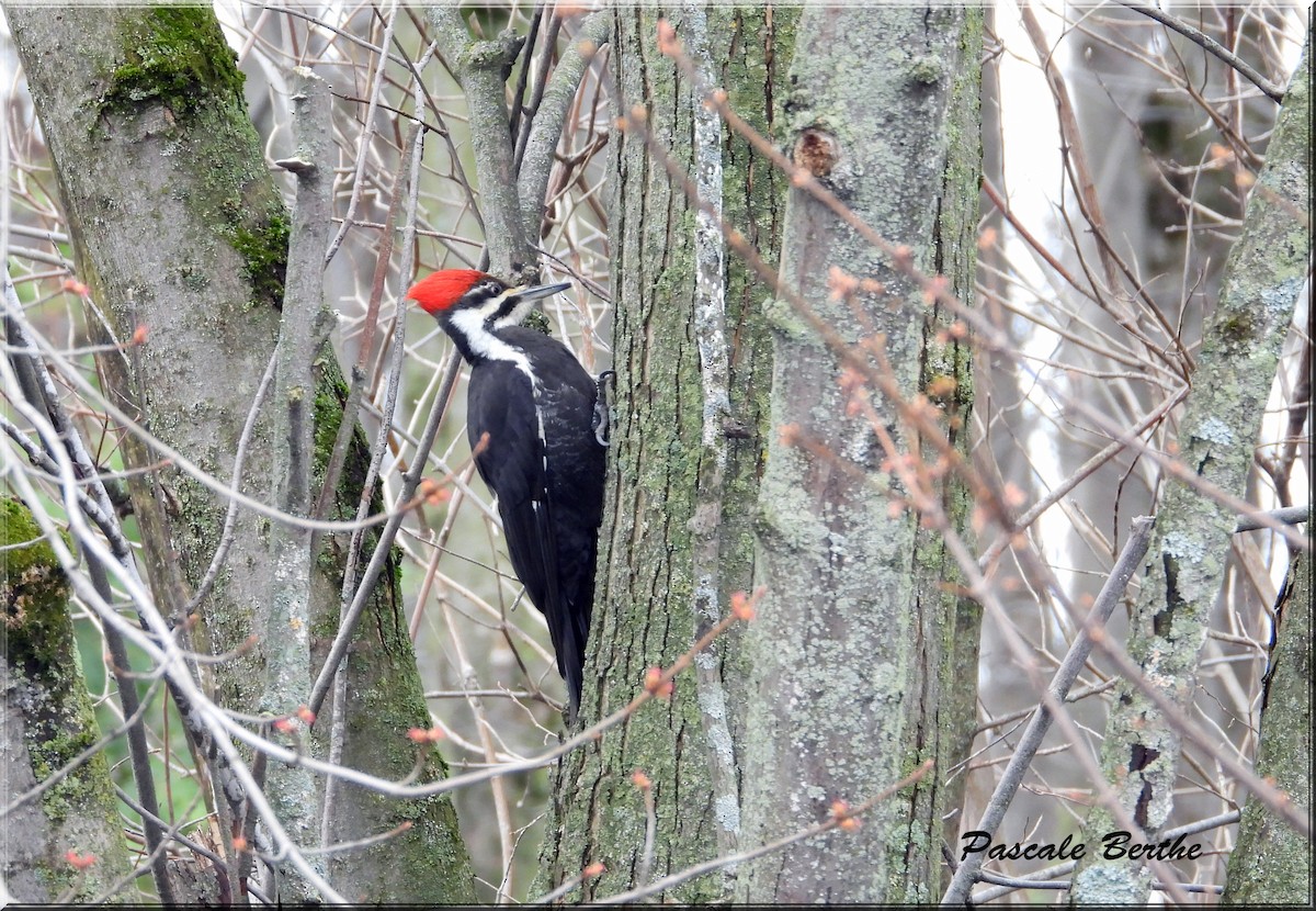 Pileated Woodpecker - Pascale Berthe