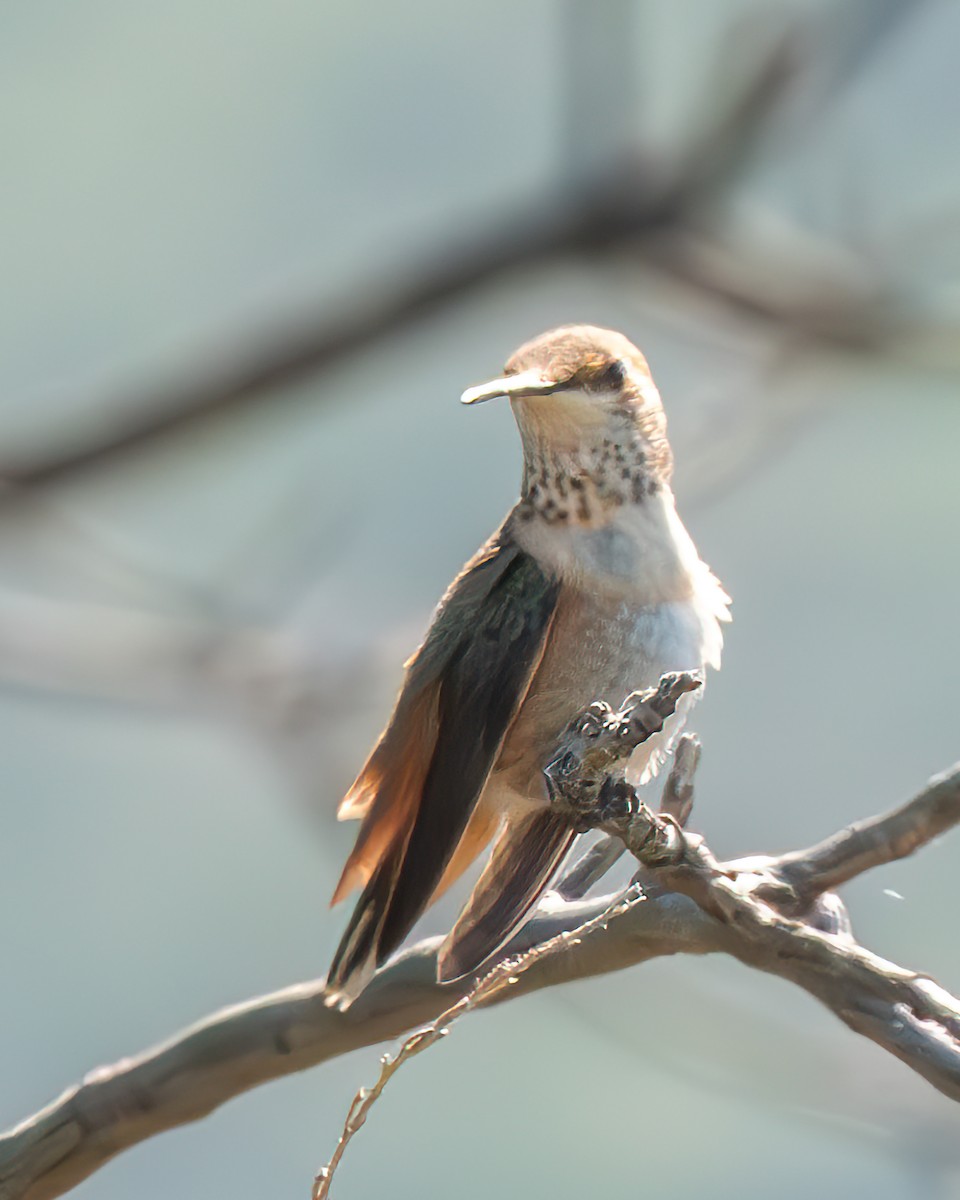 Rufous/Allen's Hummingbird - ML617385976