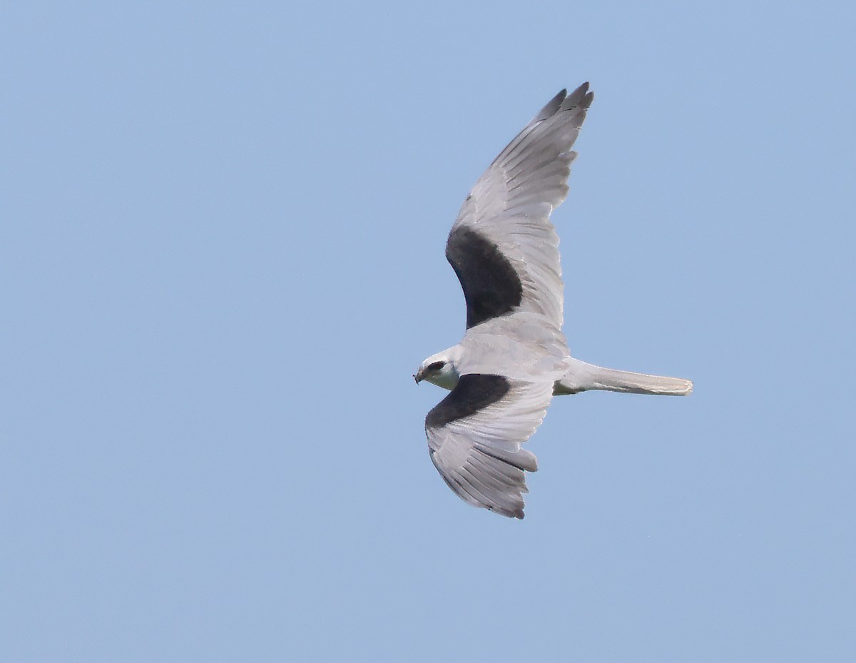 White-tailed Kite - ML617386019