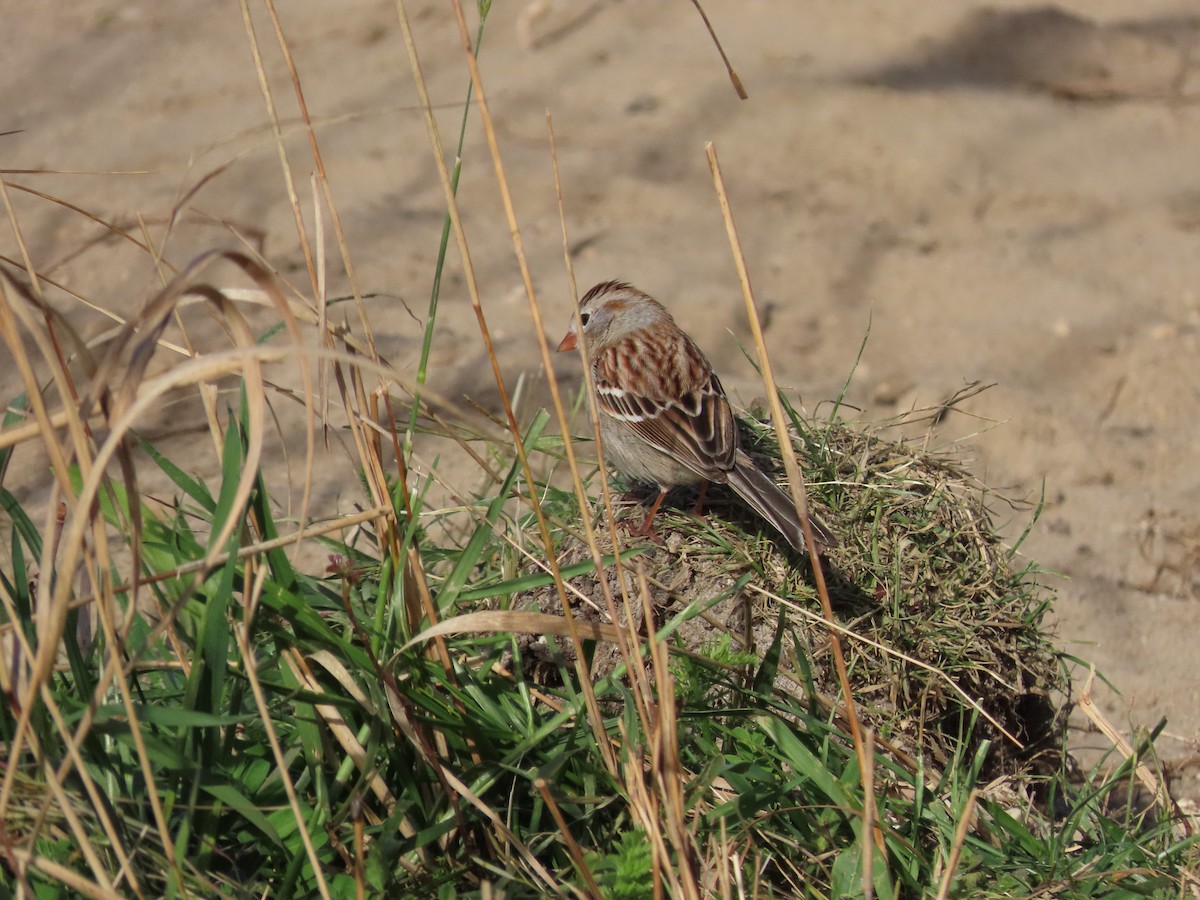 Field Sparrow - ML617386100