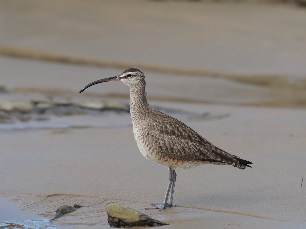 Whimbrel - Keith Parker