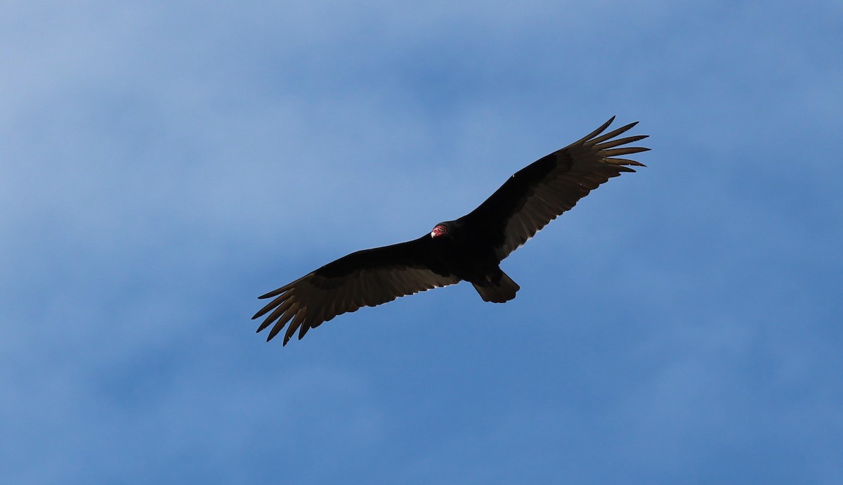 Turkey Vulture - ML617386138