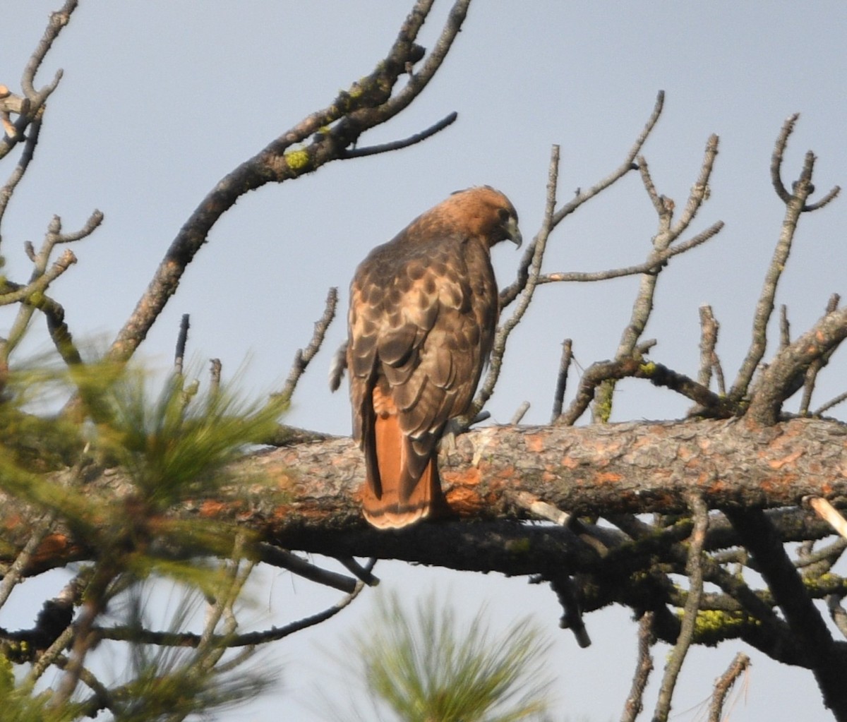 Red-tailed Hawk - ML617386163