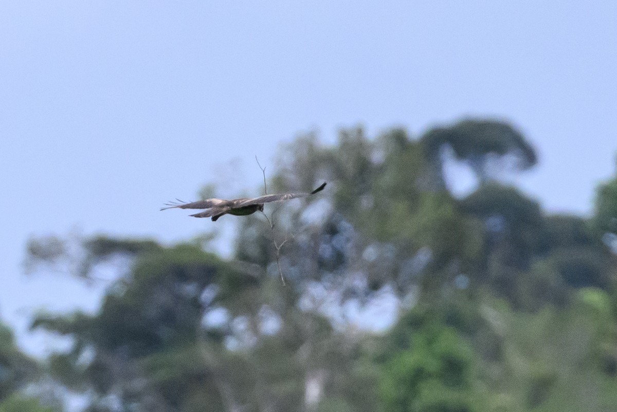 Новогвинейский орёл-карлик - ML617386218