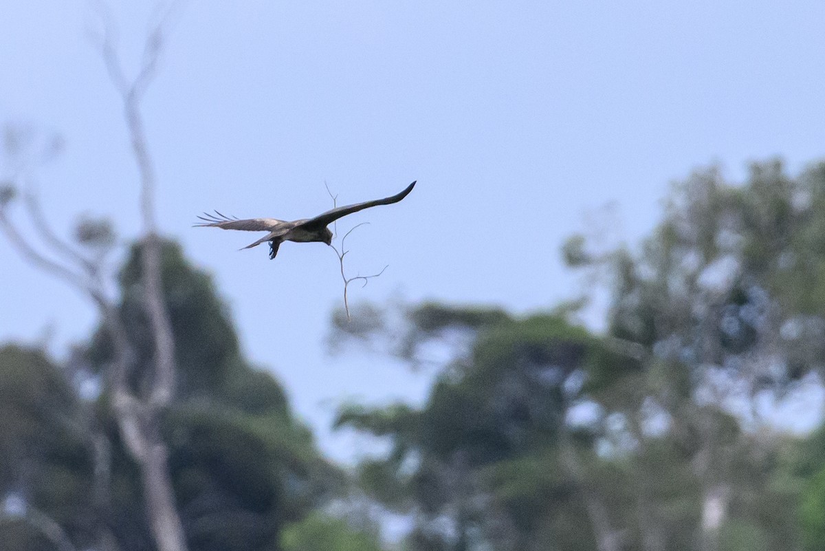 Новогвинейский орёл-карлик - ML617386219