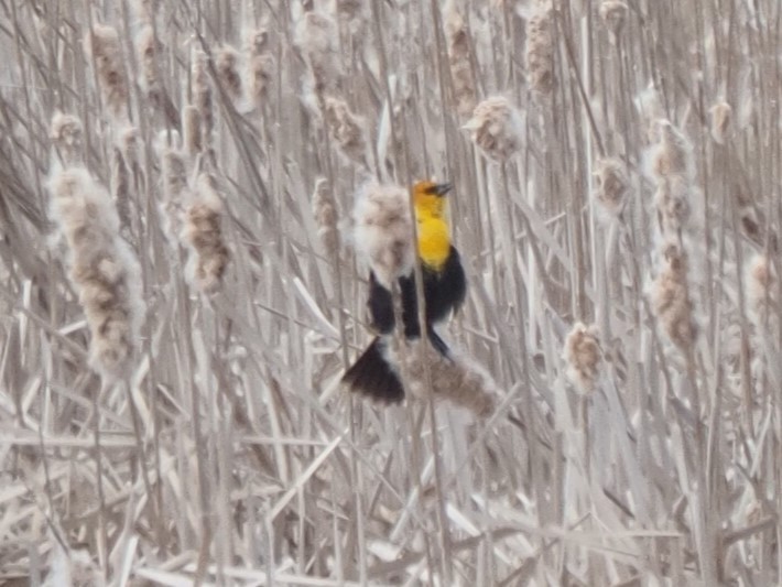 Yellow-headed Blackbird - Kenner Dull