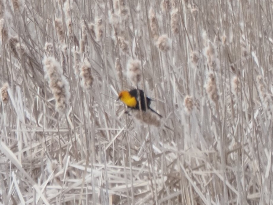 Yellow-headed Blackbird - ML617386231