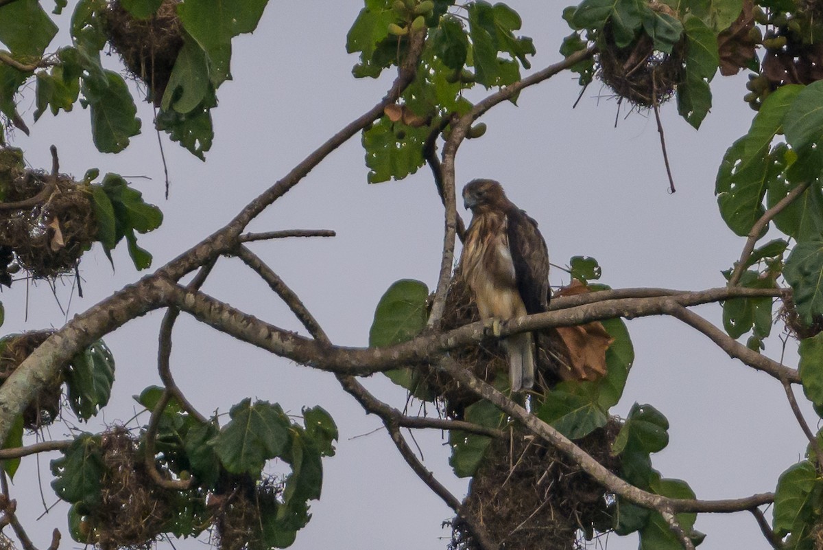 Новогвинейский орёл-карлик - ML617386247