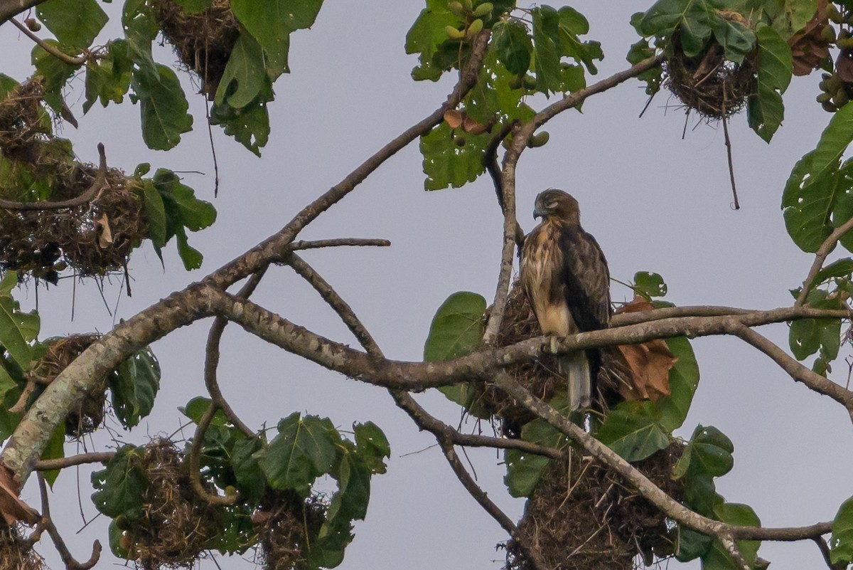 Новогвинейский орёл-карлик - ML617386248