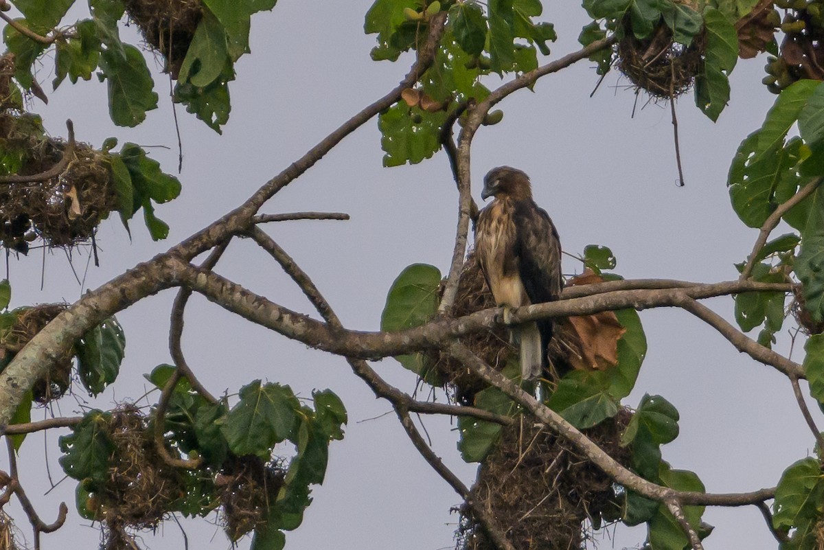 Новогвинейский орёл-карлик - ML617386249