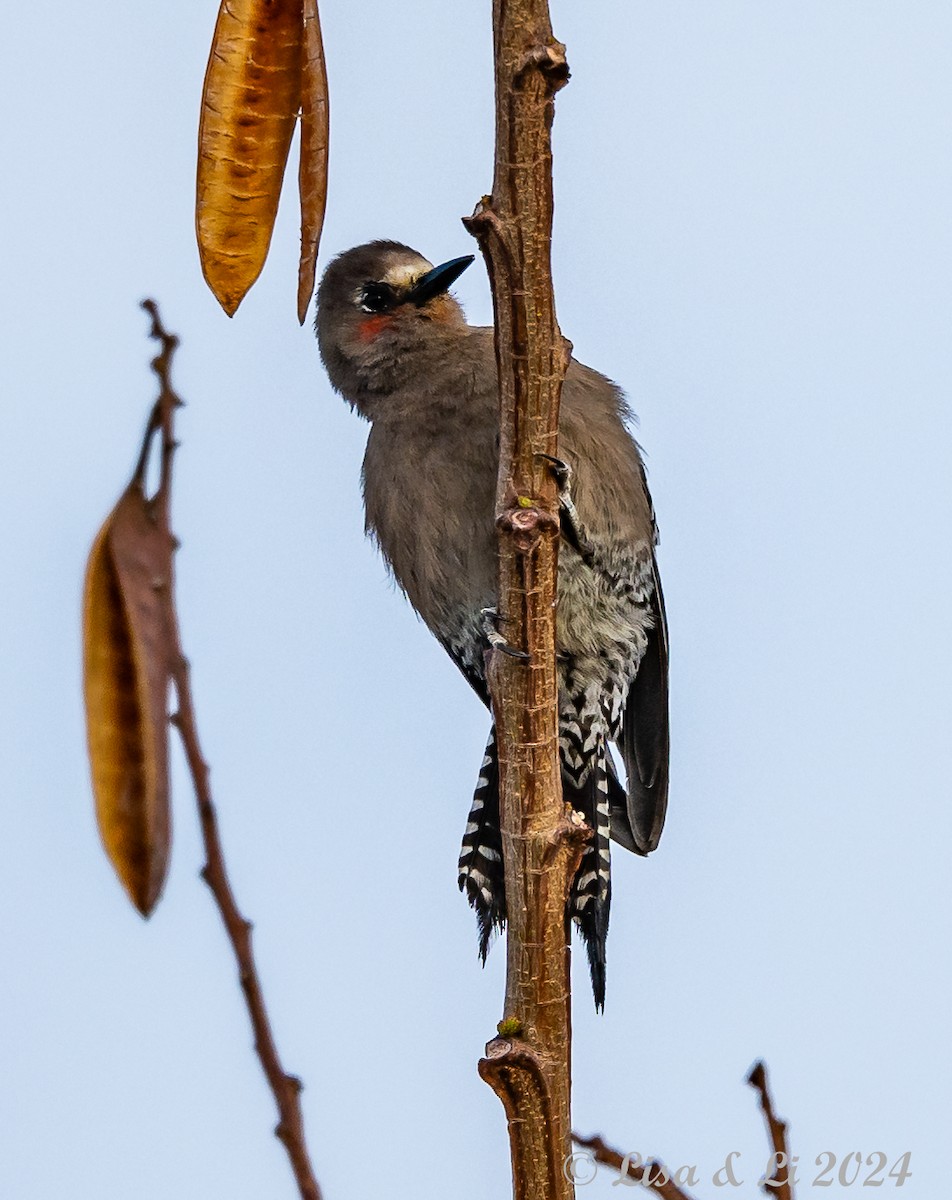 Gray-breasted Woodpecker - ML617386311