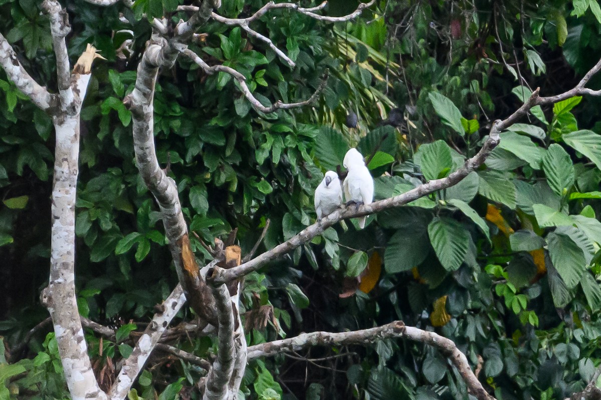 White Cockatoo - ML617386323