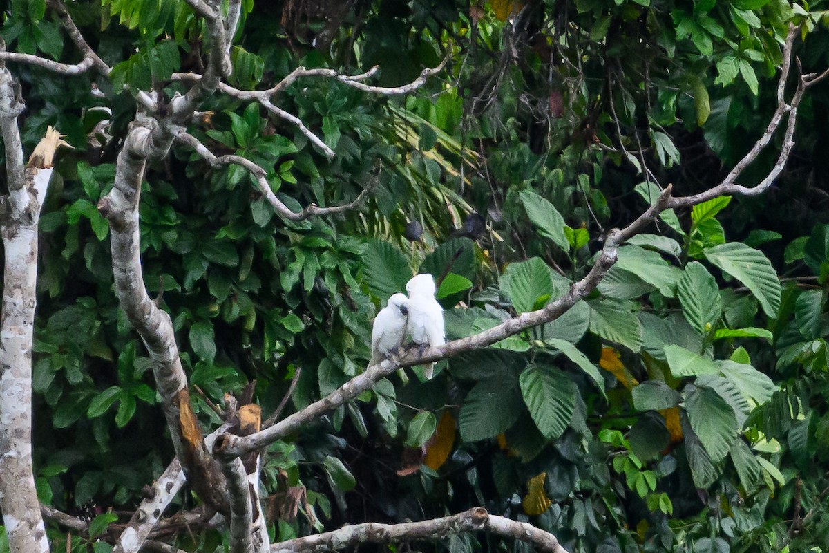 White Cockatoo - ML617386326