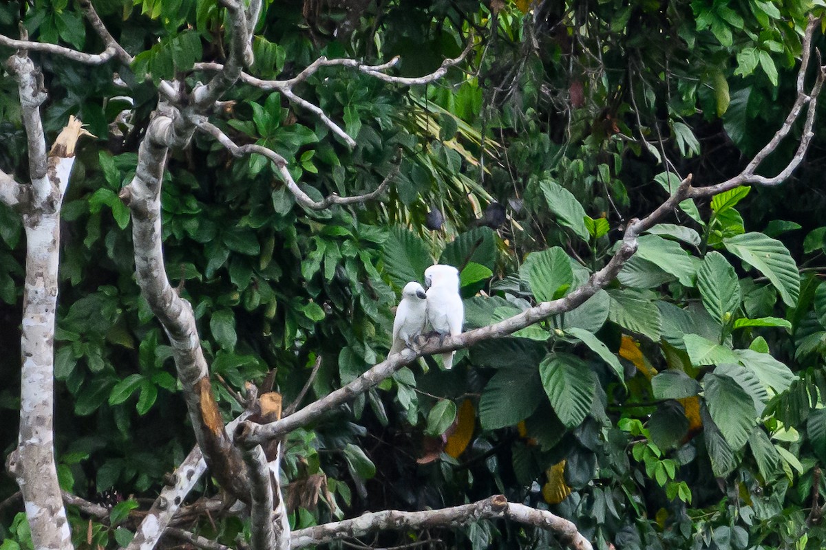 White Cockatoo - ML617386328