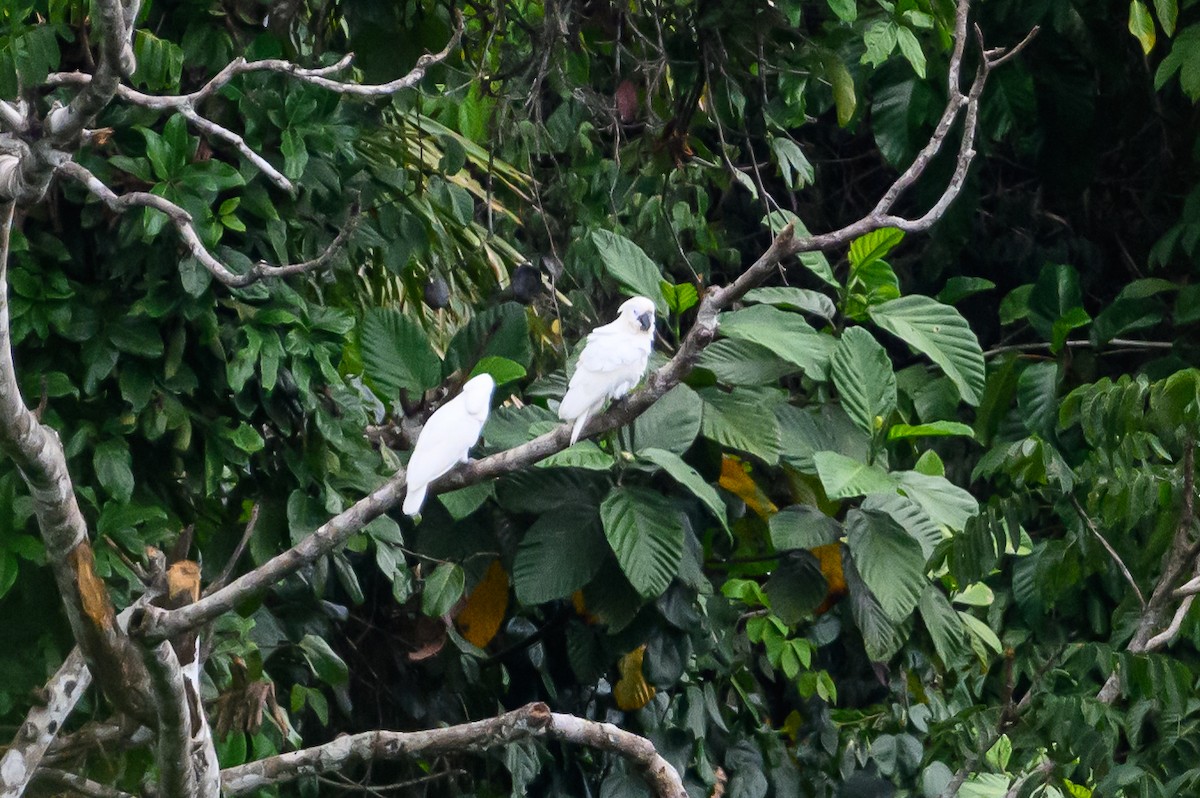 White Cockatoo - ML617386332